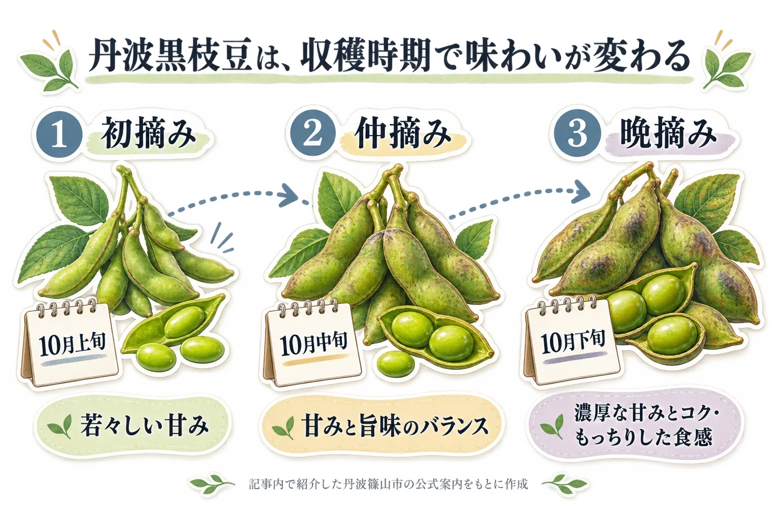 丹波黒枝豆の収穫時期による味わいの変化を示す図。10月上旬の初摘みは若々しい甘み、10月中旬の仲摘みは甘みと旨味のバランス、10月下旬の晩摘みは濃厚な甘みとコク、もっちりした食感として紹介する。丹波篠山市公式の丹波篠山黒枝豆の案内をもとに作成。